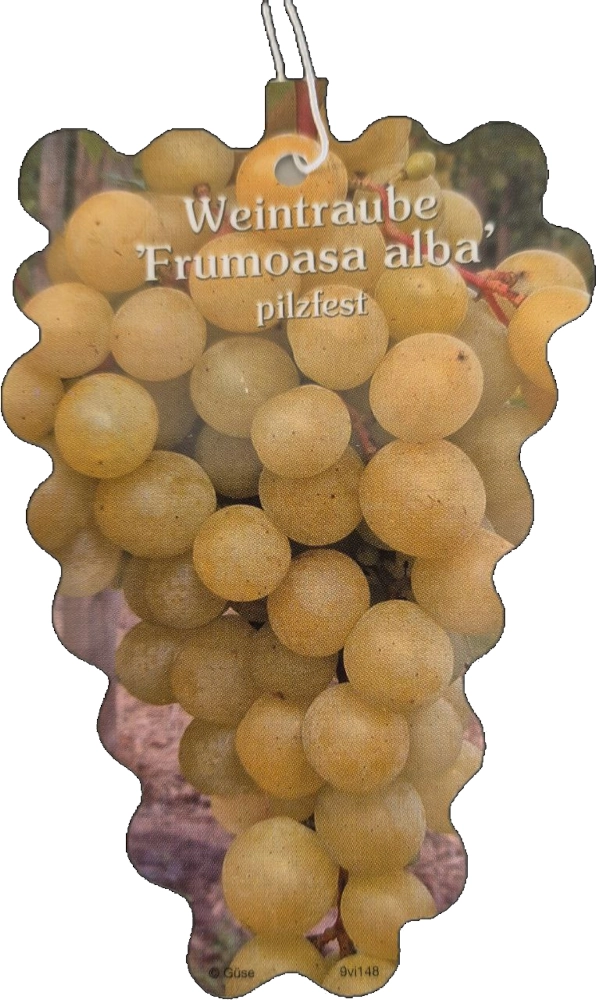 Weintraube 'Frumuosa Alba', 4 Liter Topf Cover